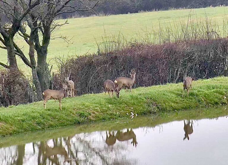 Wild deer group