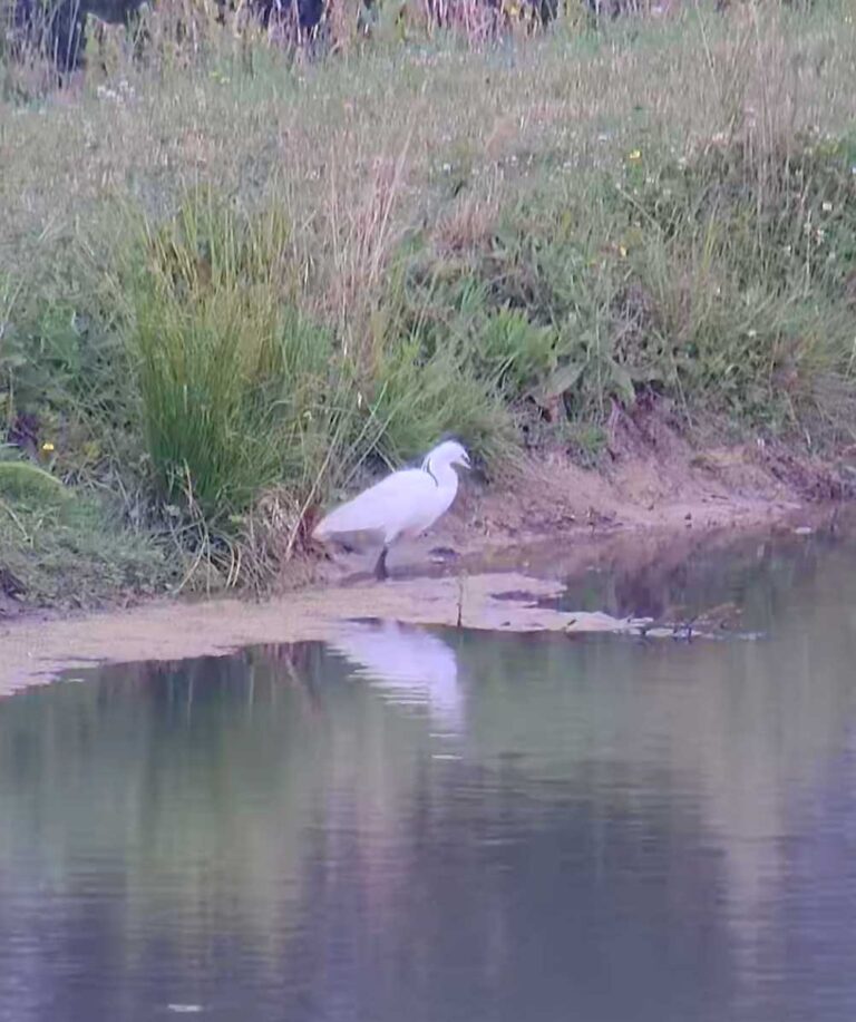 Little Egret