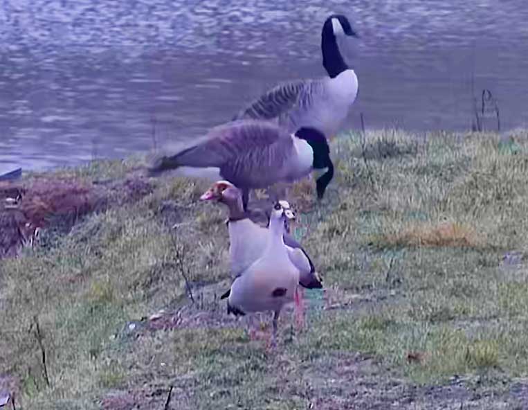 Egyptian and Canada geese