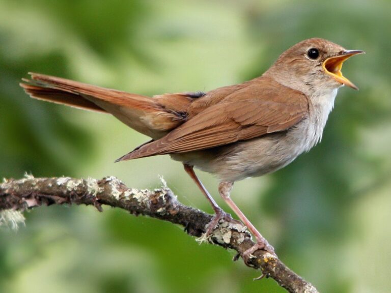 Nightingale song