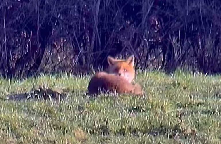 Resting Fox