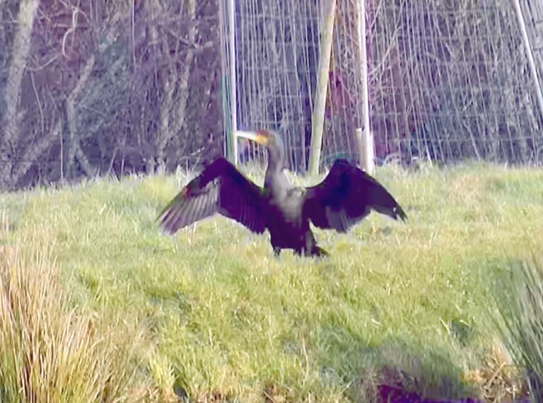 Sunbathing Cormorant