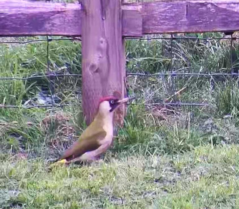 Green Woodpecker