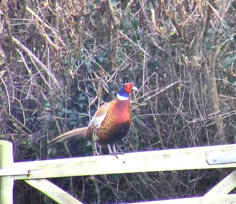 Male Pheasant