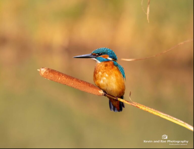 Kingfisher