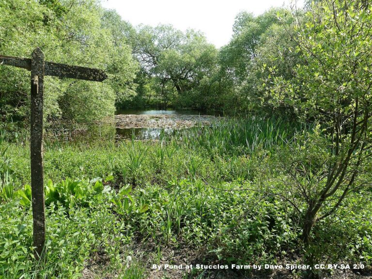 Pond at Stuccles Farm