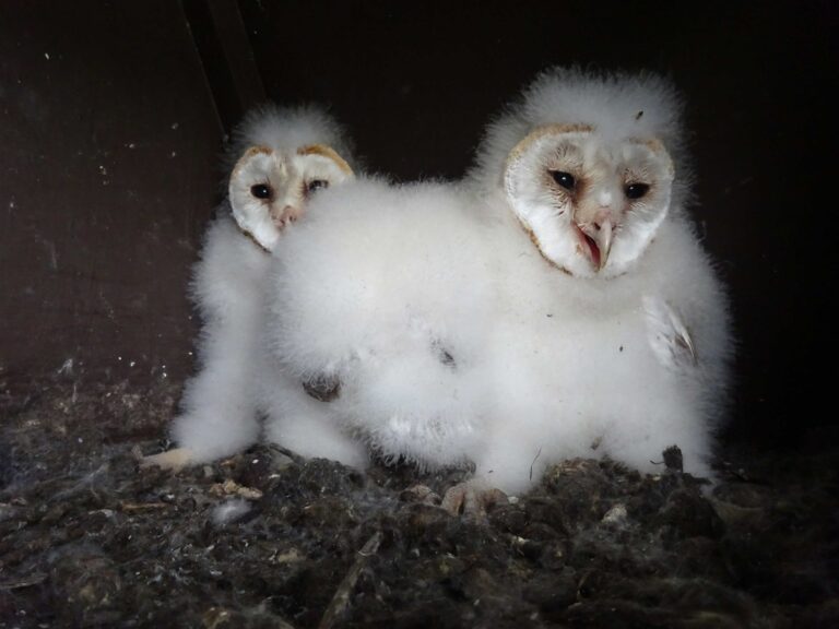 Barn Owl chicks