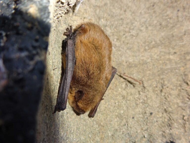 A Common Pipistrelle Bat