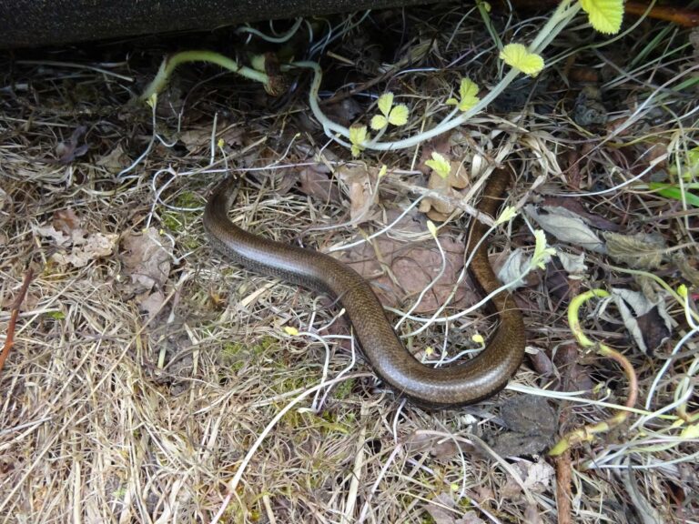 Slow Worm