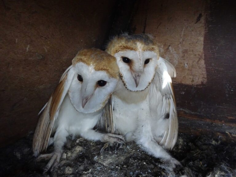 Young Barn Owls