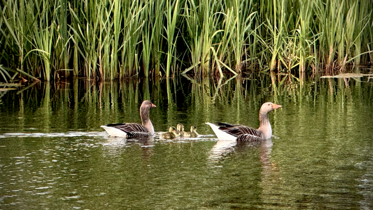 Greylag Family