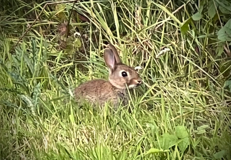 Young Rabbit